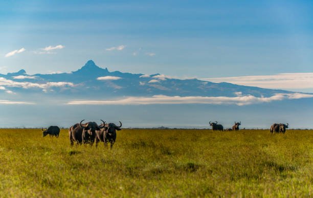 Mt Kenya as seen from Solio Ranch