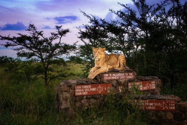 Female lion sitting on Nairobi National Park sign, Nairobi, Kenya