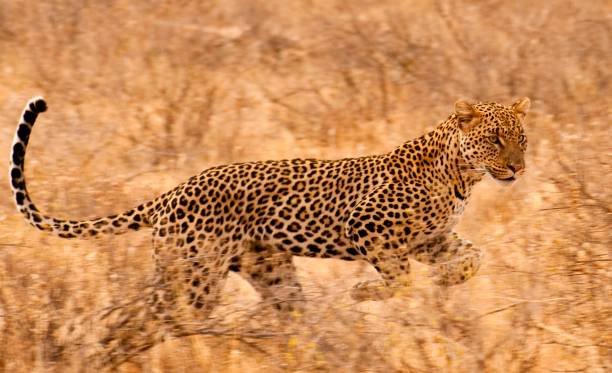 Samburu National Reserve