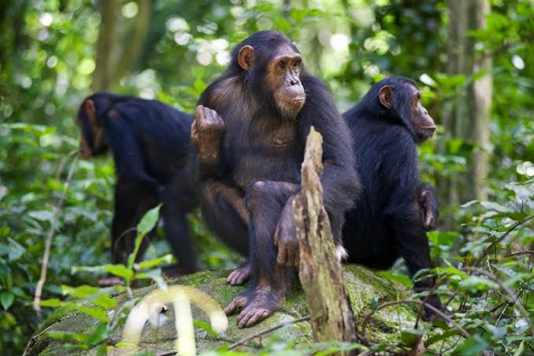 Gombe Stream National Park 1