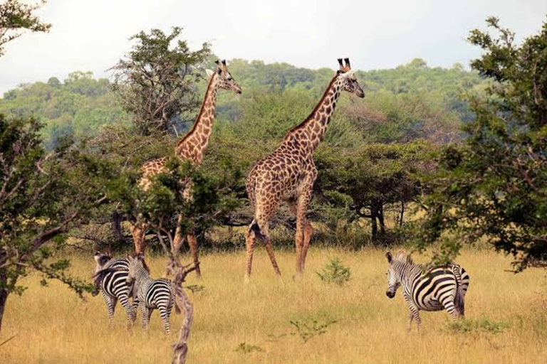 Nyerere National Park (formerly Selous) 1
