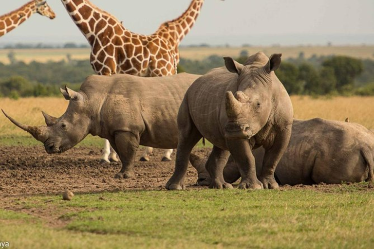 Ol Pejeta Conservancy (Laikipia) 1