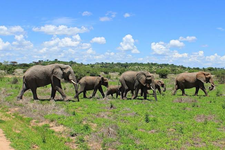 Ruaha National Park 1