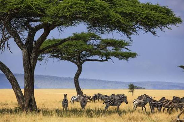Serengeti National Park 1