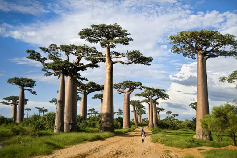 Tarangire National Park 1