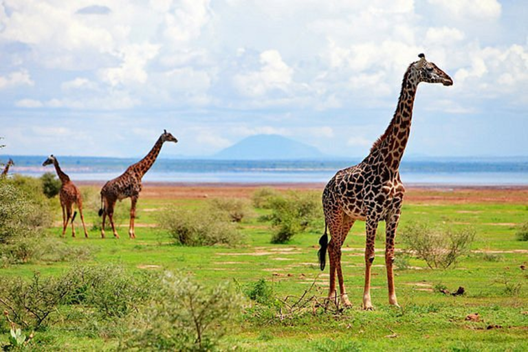 good-looking-of-giraffe 1