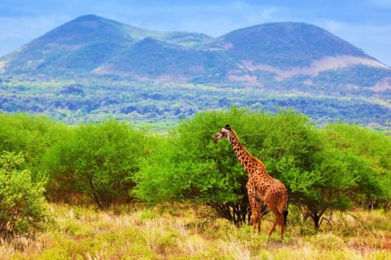 tsavo-west